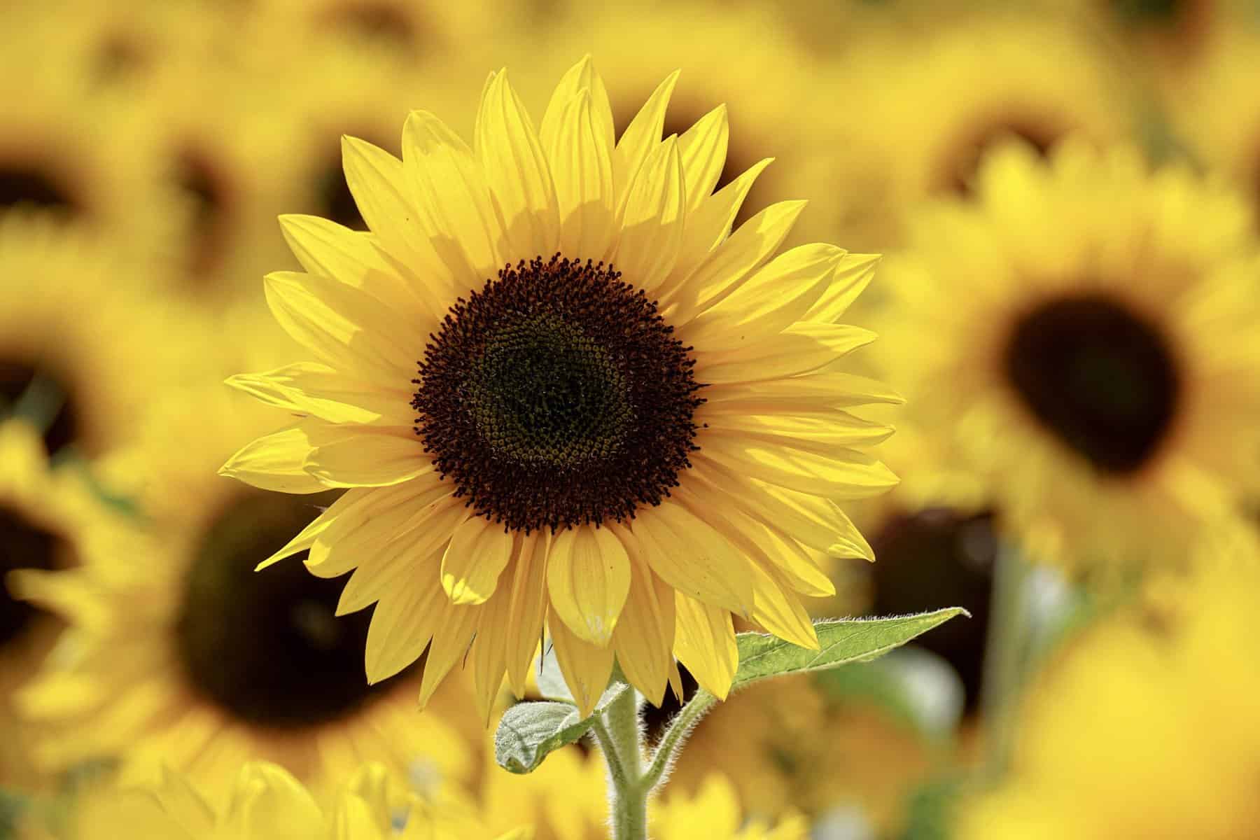 2022 Lee Farms Sunflower Festival - Portland Living on the Cheap