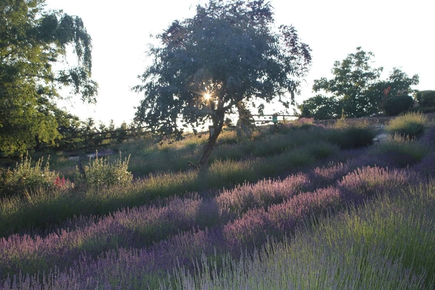 2024 Helvetia Lavender Festival Portland Living on the Cheap