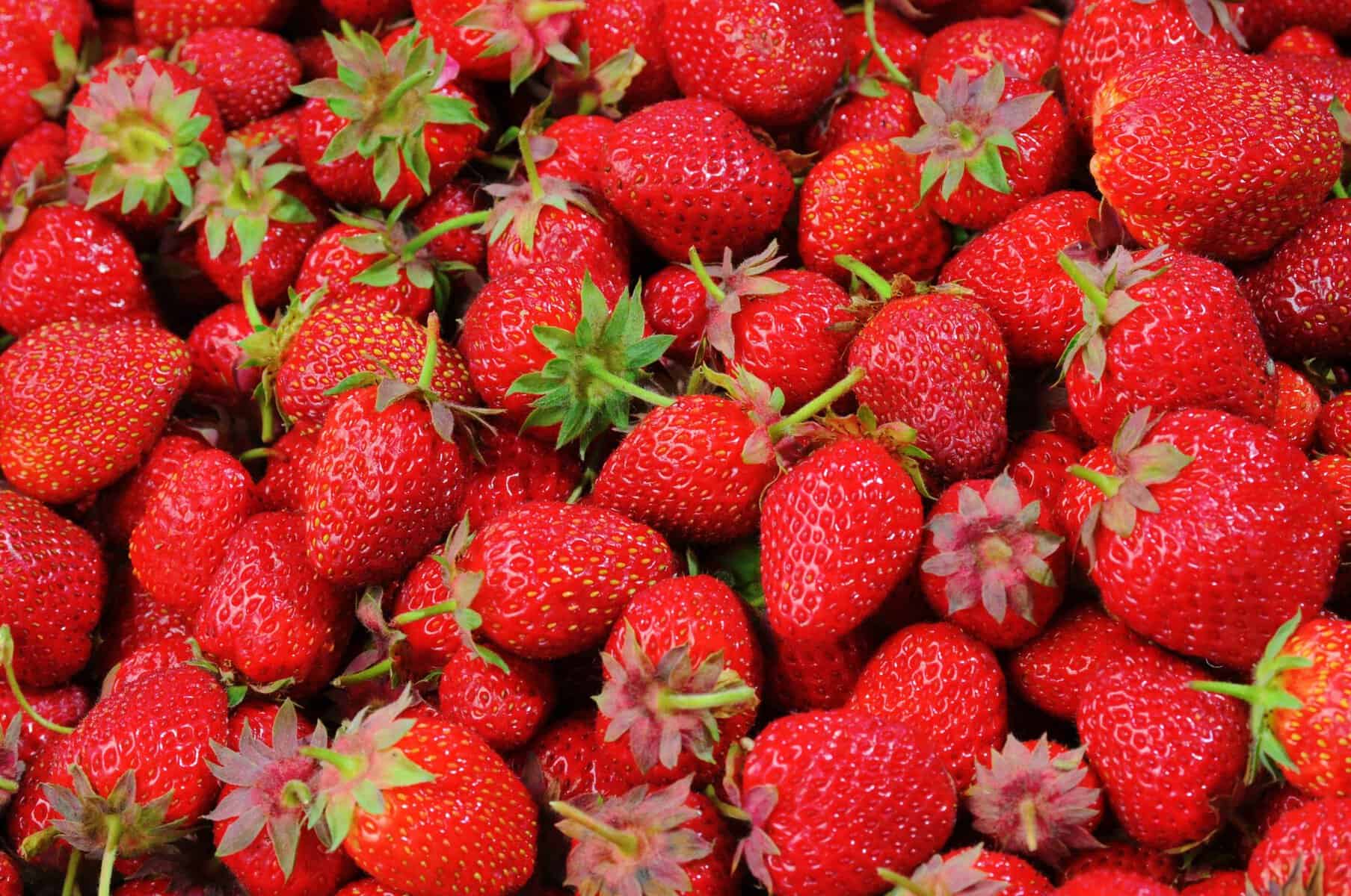 Pick Strawberries at these Portland You-Pick Farms - Portland Living on 