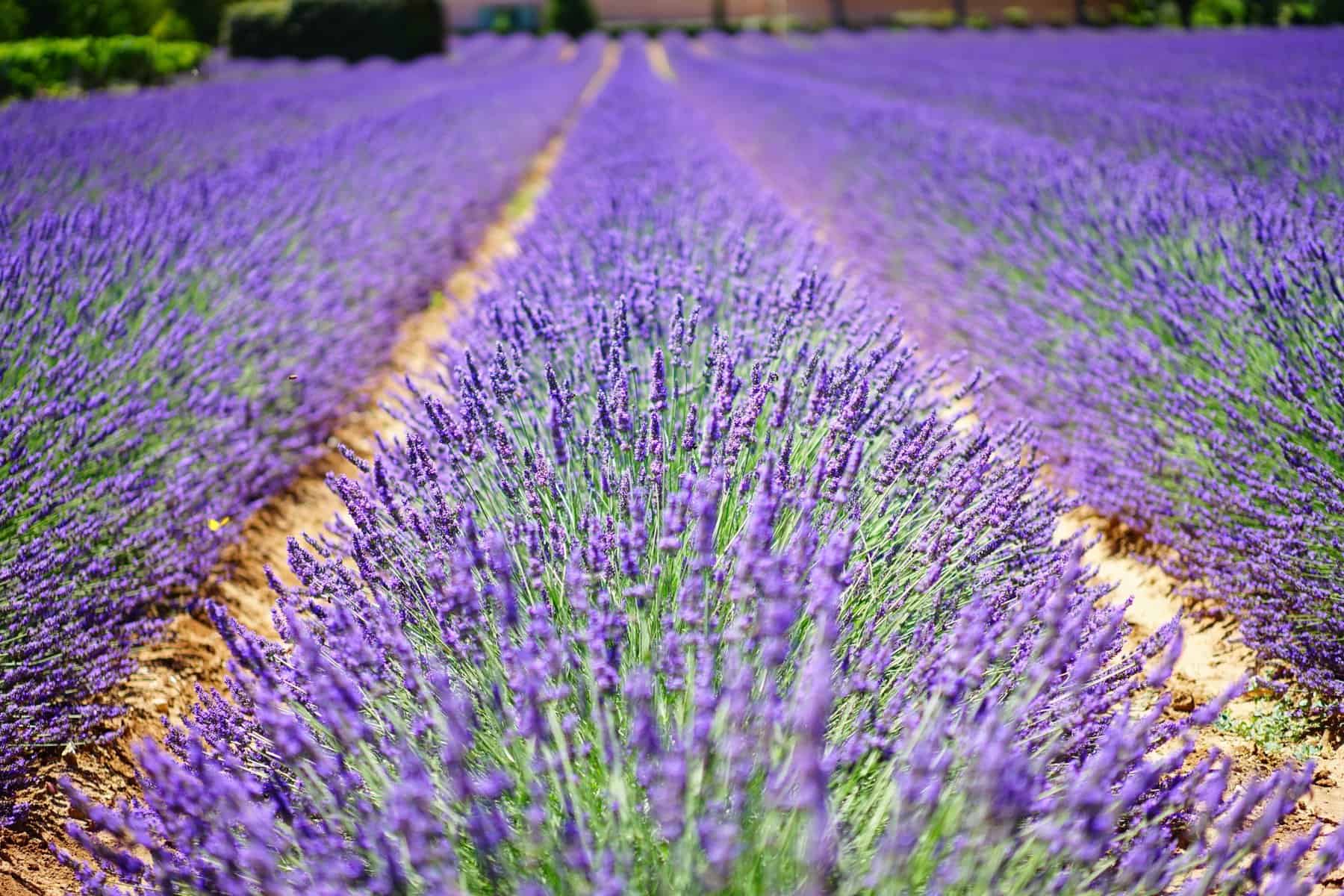 2022 Clackamas County Lavender Festival - Portland Living on the Cheap