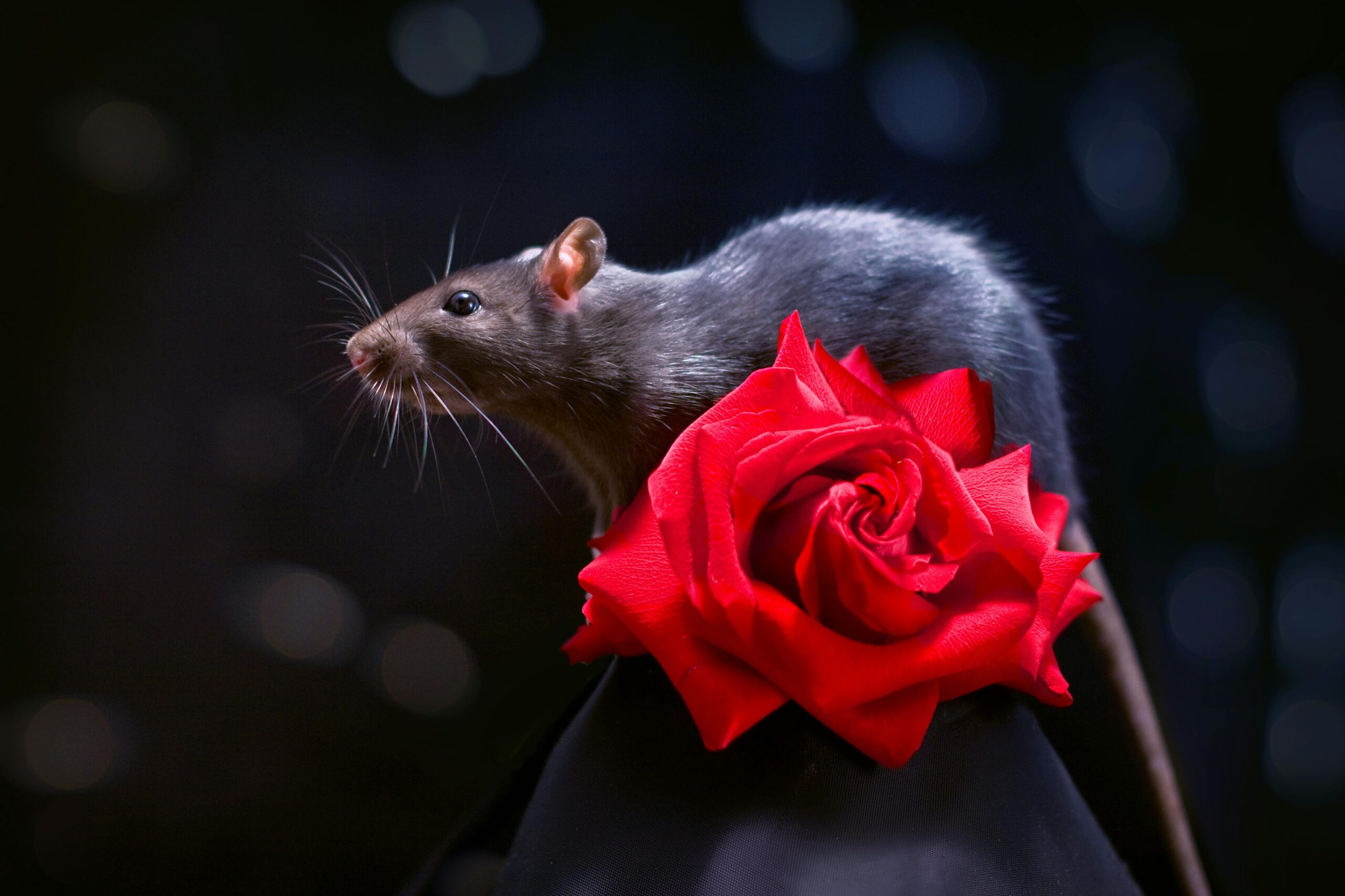 Native Bush Rats Victoria Images Love Rats? Attend the 2026 Ratapalooza - Portland Living on the Cheap